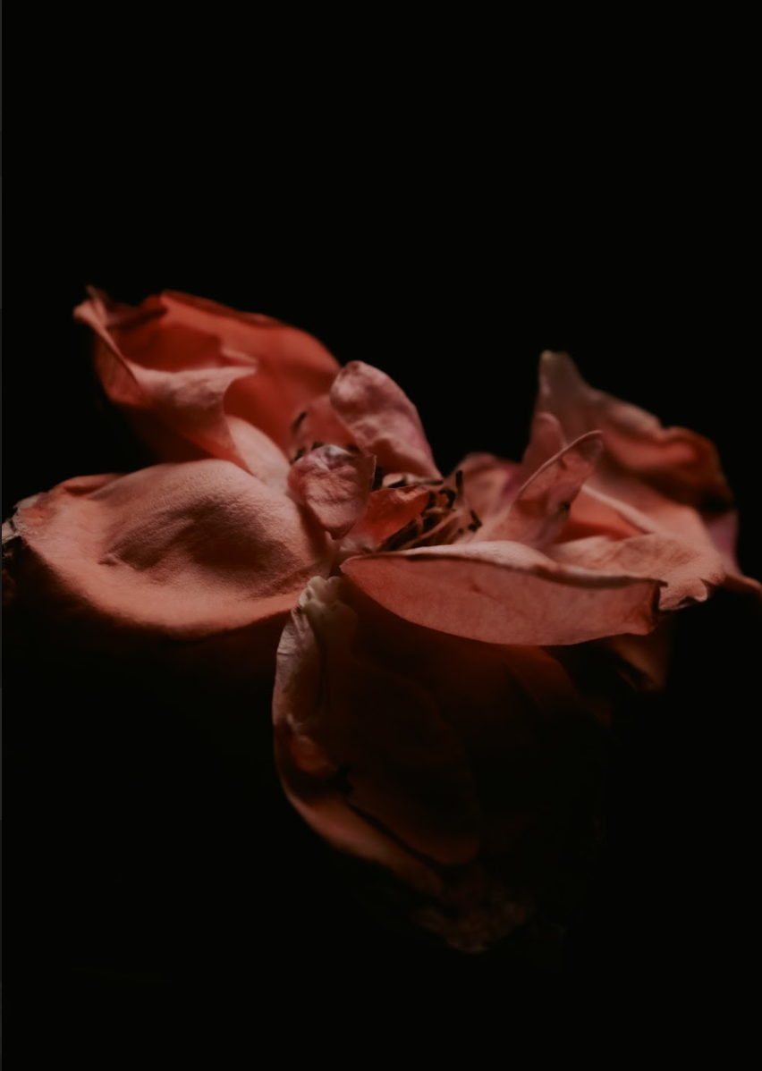 BEAUTY IN THE HANDS